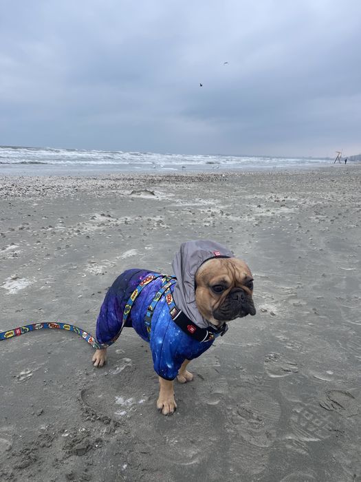 Кобель французского бульдога