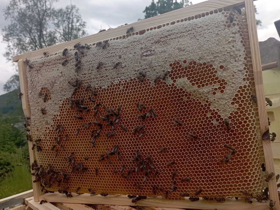 Бджолосімї карпатки