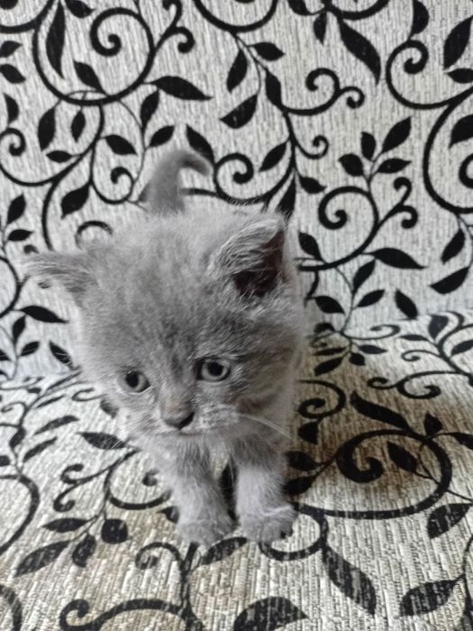 Котята Британцы Скотиш-Страйт
