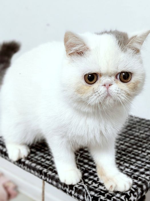 Екзотичний короткошерстий