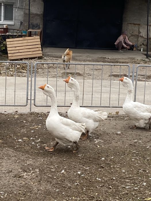 Гуси Холмогоры молодняк