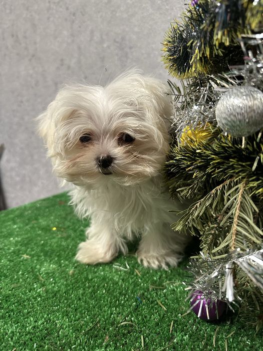 Щенок мальтийской болонки