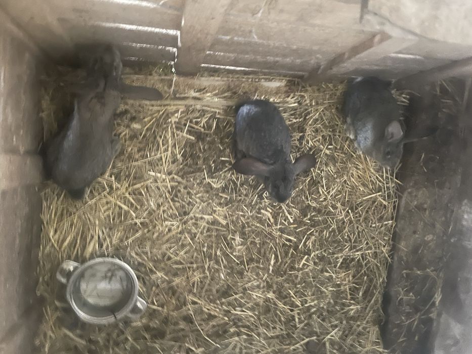 Kroliki baran francuzki