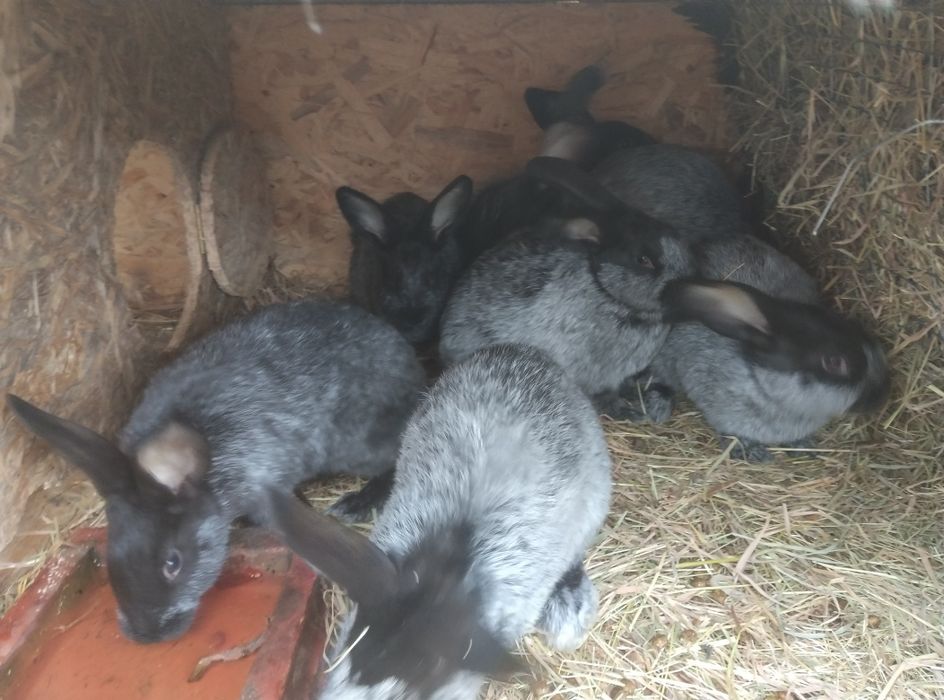 Декоративна птиця та кролики Полтавська срібна