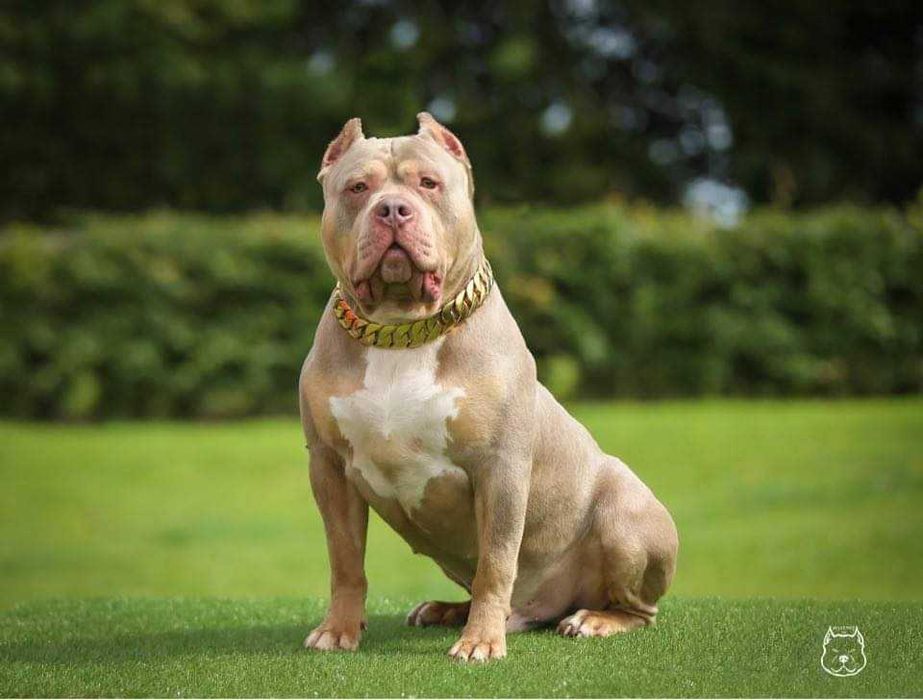 American Bully XL