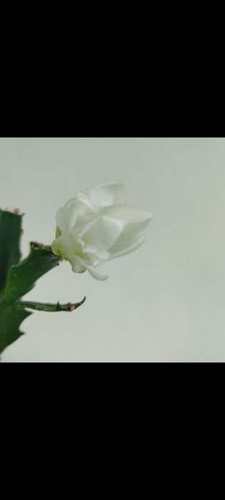 Кімнатні рослини