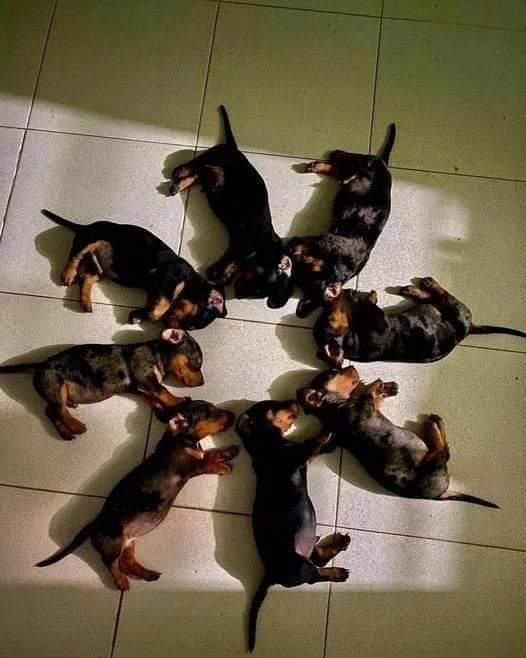 Чудові таксята в пошуках сім'ї