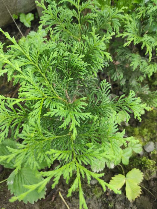 Хвойні рослини . Туя. Туєвик. Кипарисовик