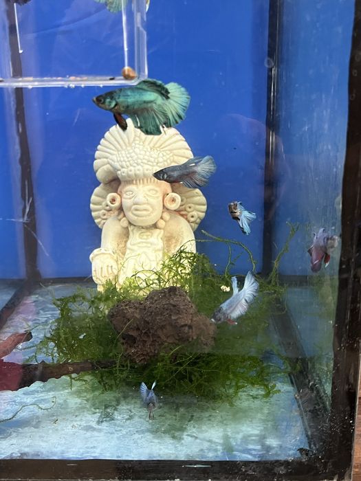 Bettas koi e azuis