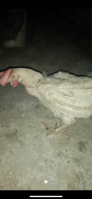 Кури Несучки Ломан Сенді