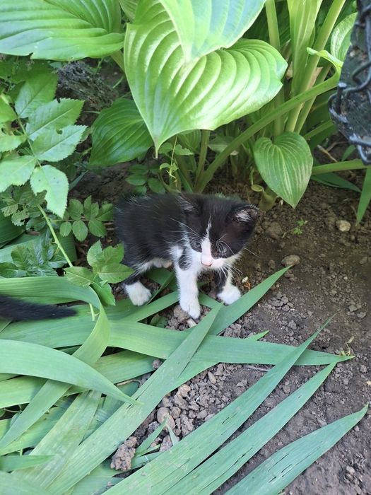 Котик ищет добрые руки