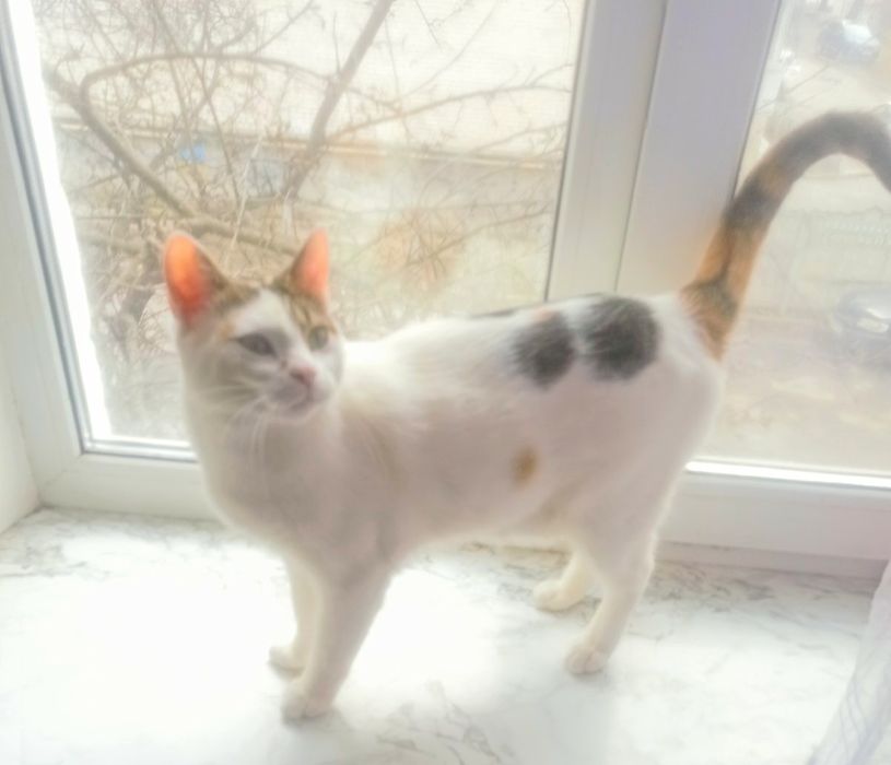 Конфетці потрібен дім