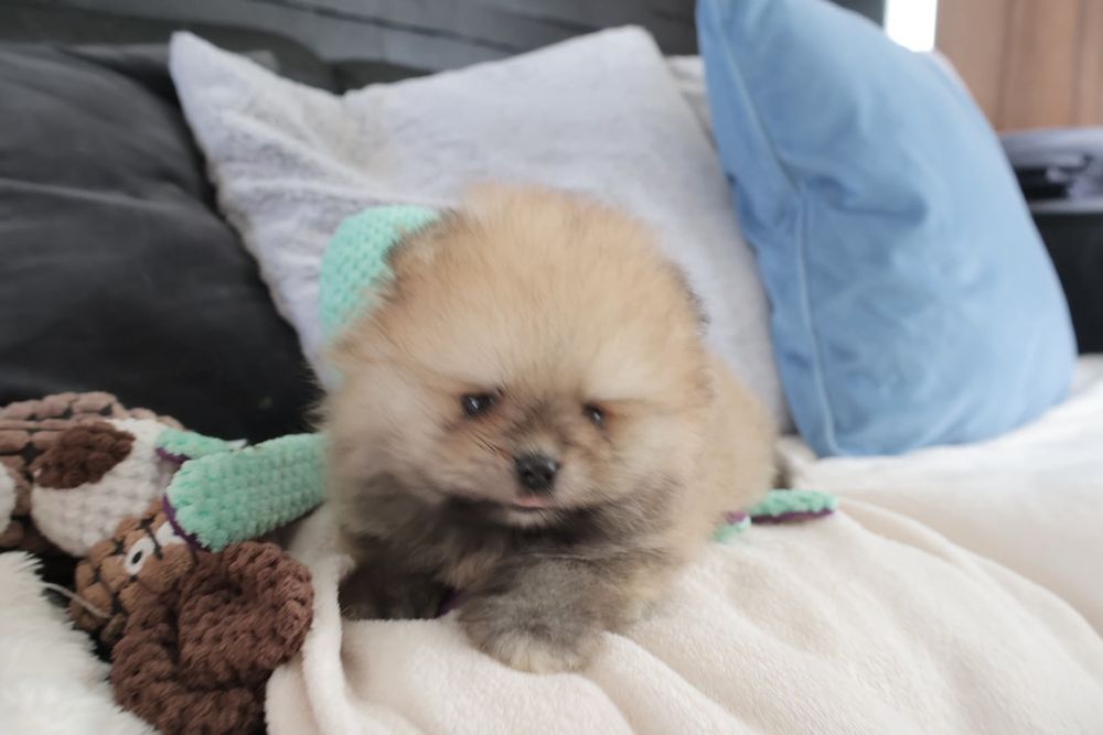 Lulu da Pomerania. Spitz anão LOP e Afixo.Super Mini Laranja. Linhagem Russa