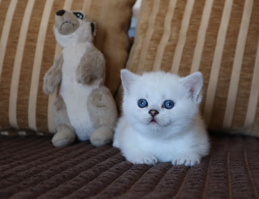 British Shorthair Chinchilla point