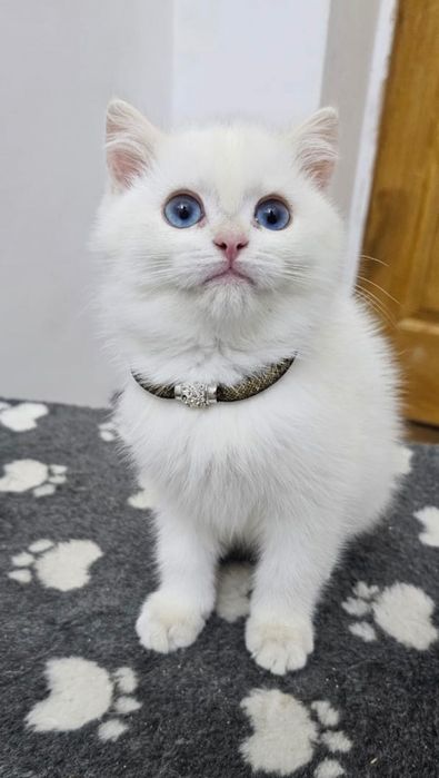 Британскі котенята