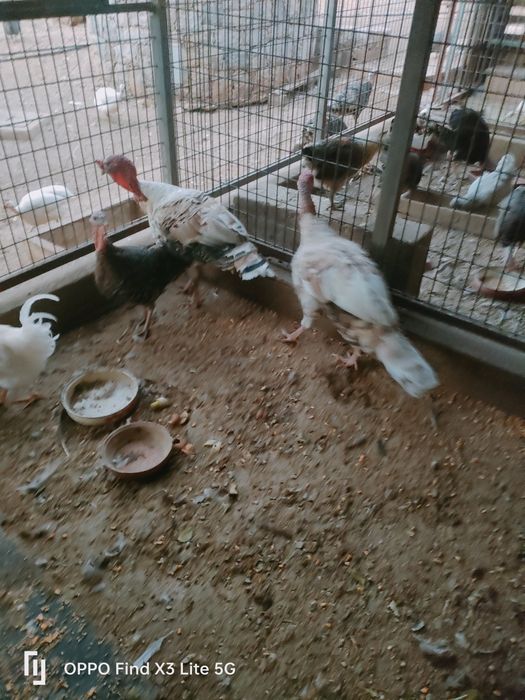 Animais biológicos, criados ao ar livre.