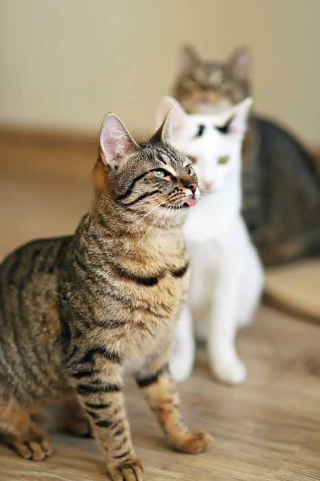 Cudowna, bura klasyka- Dziewczyny szukają domu.