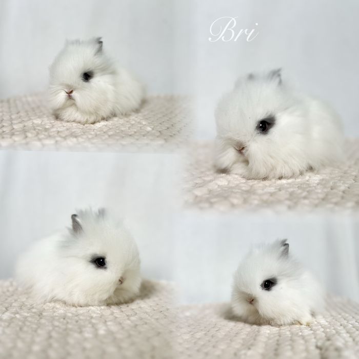 Kroliczki Karzełki Teddy najmniejsza rasa, Mini lopki