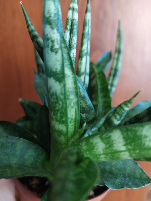 Сансевієрія Шибікі
