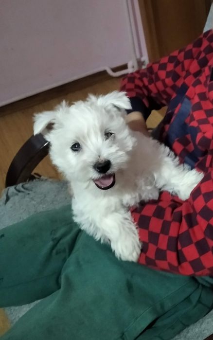 West Highland White Terrier