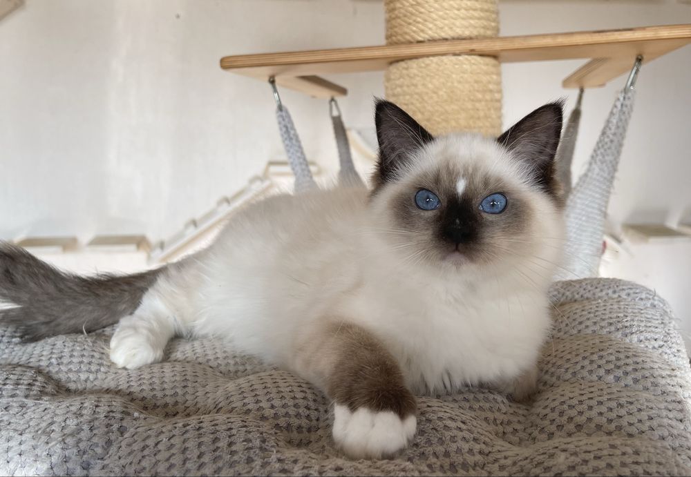 Kocurek Ragdoll Cenzo  seal mitted, rodowód FPL