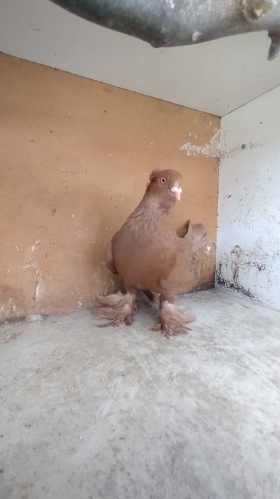 Wywrotek wschodniopruski samiec