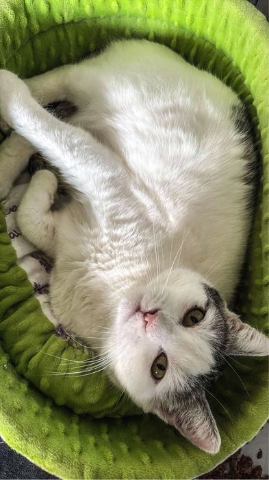 Cudowna wyjątkowa kotka szuka dobrego domu