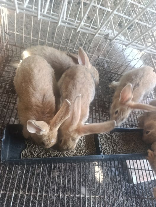Coelhos Caseiros