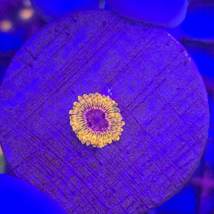 Zoanthus Acid Reflux – 1 polip - zoa Kingdom of Corals