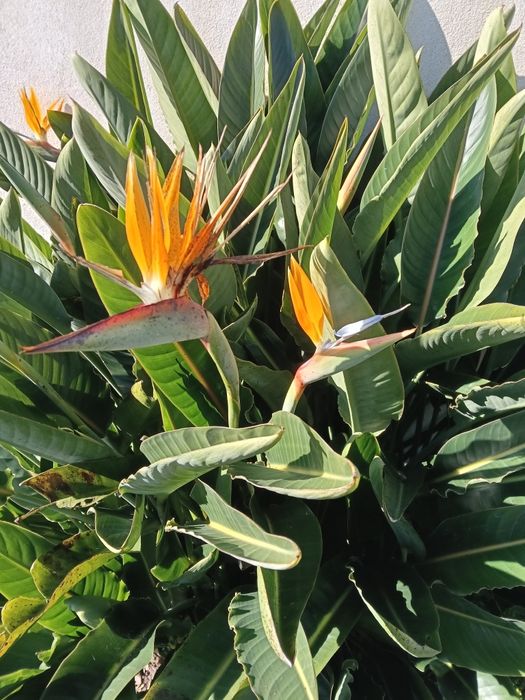 Estrelicias para transplantar