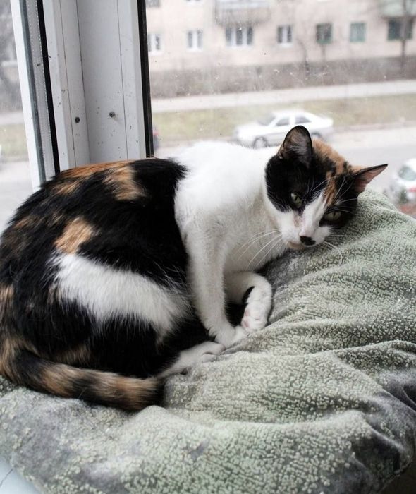 Ніжній киці потрібен дім