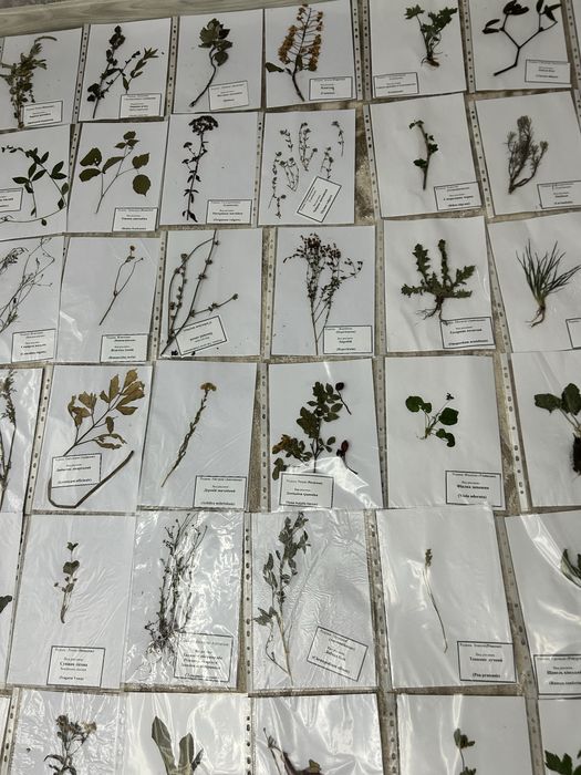 Гербарій рослин для студентів