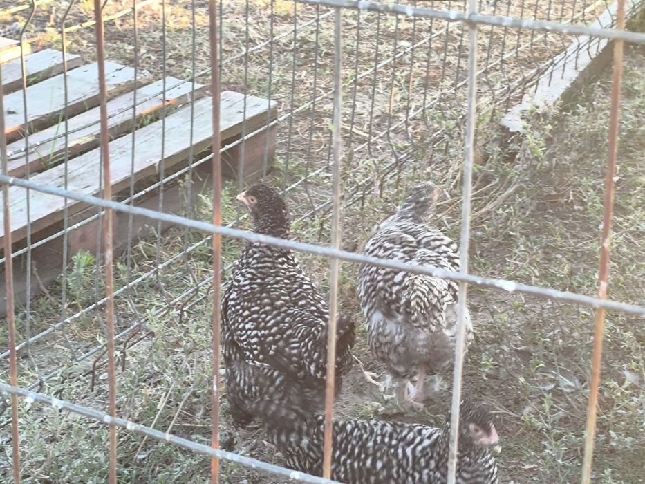 Frangos, ovos malines e pintos