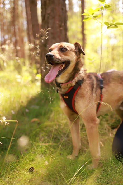 Wspaniały psi towarzysz rozgląda się za kochajacym domem