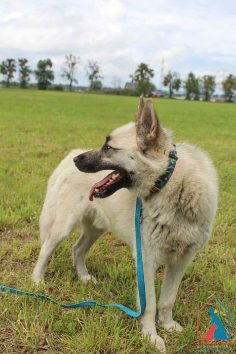 Piękny pies - wierny przyjaciel - do adopcji