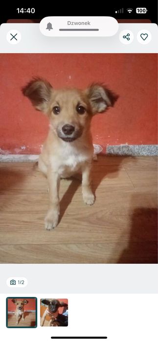 Oddam  za darmo szczenieta !!!