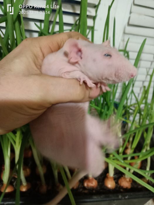 Щурик сфінкс ласкавий