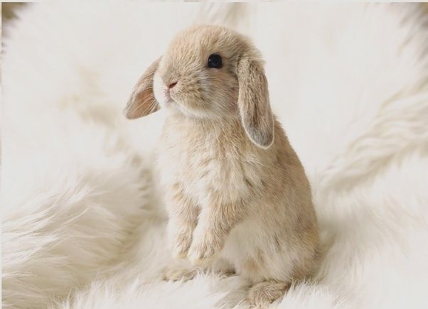Do odbioru Królik Mini lop z dokumentacją miniaturka karzełki