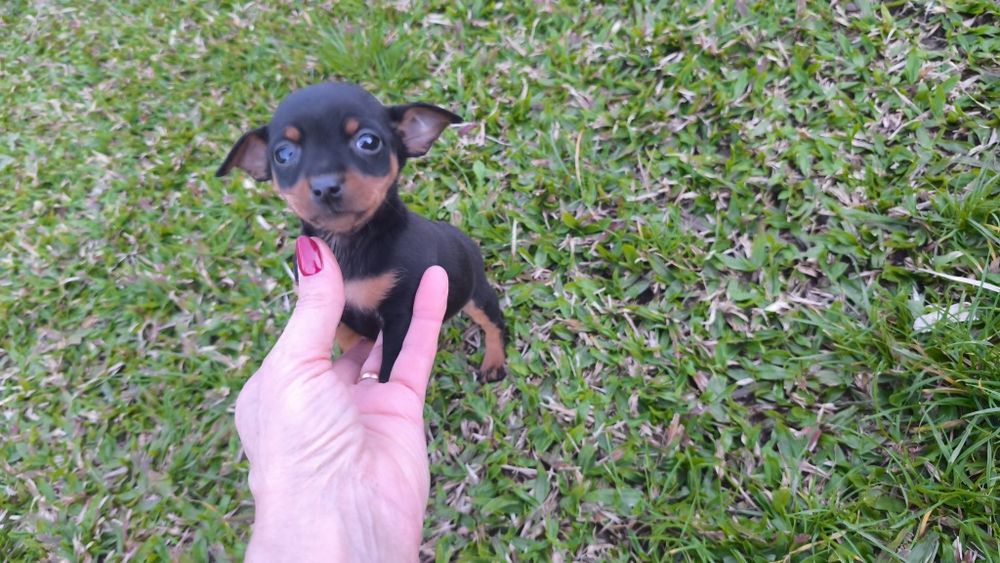 Pinscher miniatura macho disponível