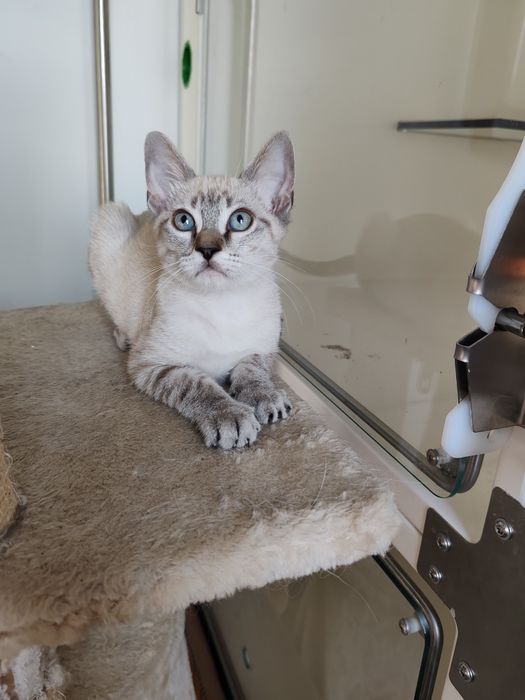 Gatinho macho 2 meses e meio