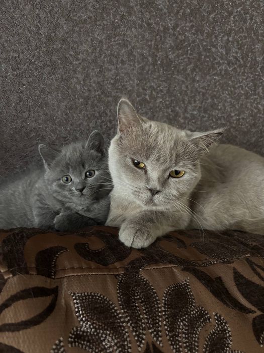 Шотландський котик
