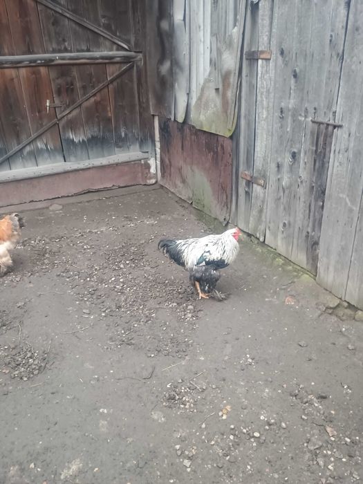Sprzedam jednego z kogutów Brahmy widocznym na zdjeciach