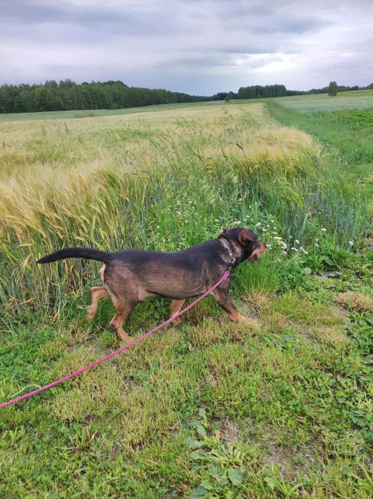 Rufus w typie teriera niemieckiego