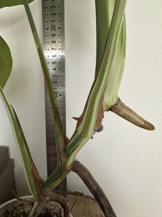 Монстера Monstera  deliciosa 'Albo Variegata.