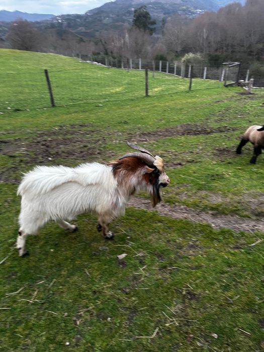 Cabrito/Bode de cobrição