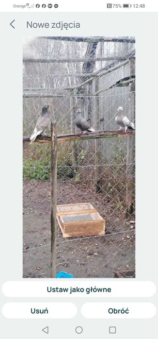 Gołębie tiplery, pocztowe i inne