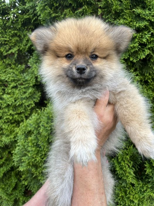 Szpic Pomeranian - Doris