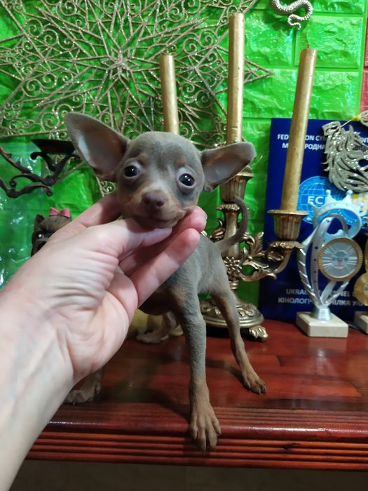 Эксклюзив! Лиловая микро девочка для ценителей! Док.КСУ,чип,привита!