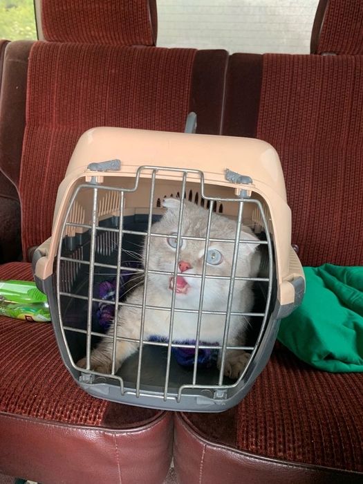 Оформление документов для животных.Ветпаспорт‼️БЕСПАЛТНАЯ КОНСУЛЬТАЦИЯ