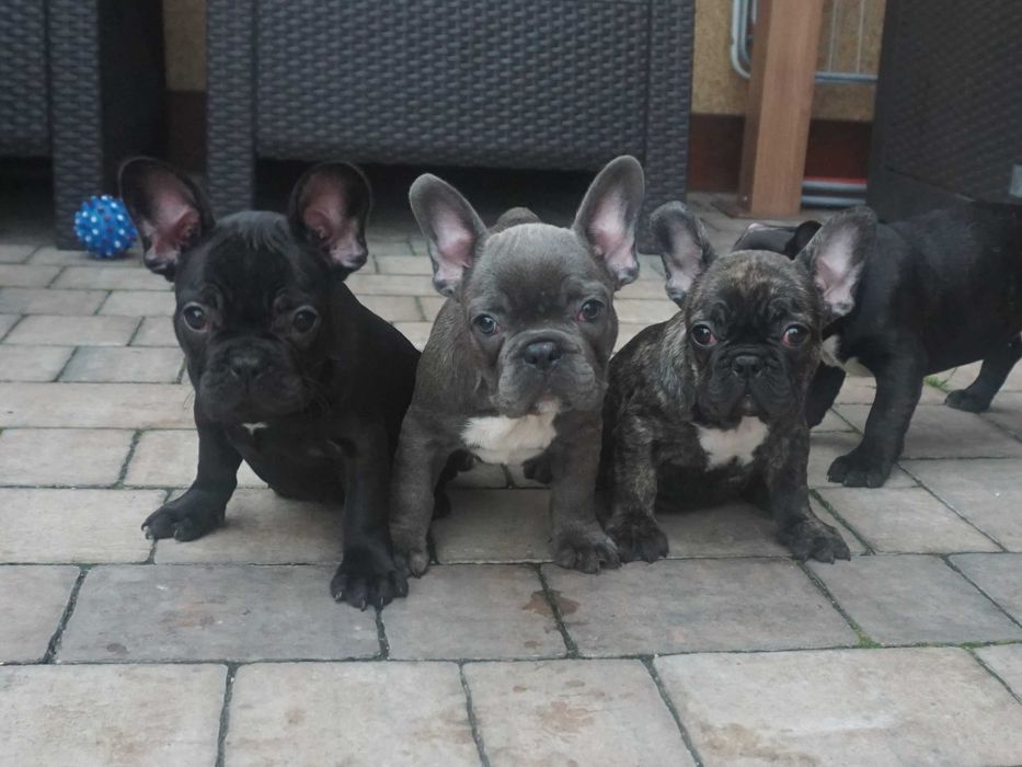 buldog francuski cudny szczeniaczek
